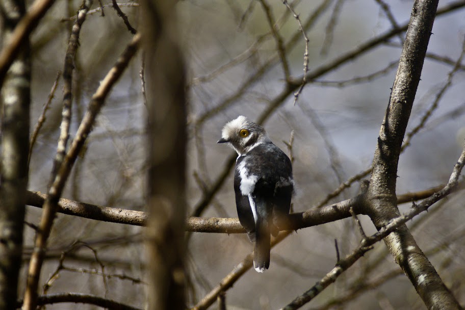 Ethiopia ኢትዮጵያ Country Gallery P 225 Gina 12 Skyscrapercity